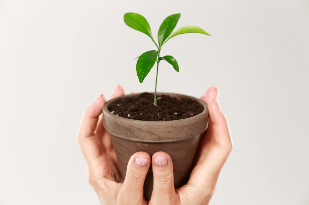 Two hands holding a sprout growing from a plant pot.