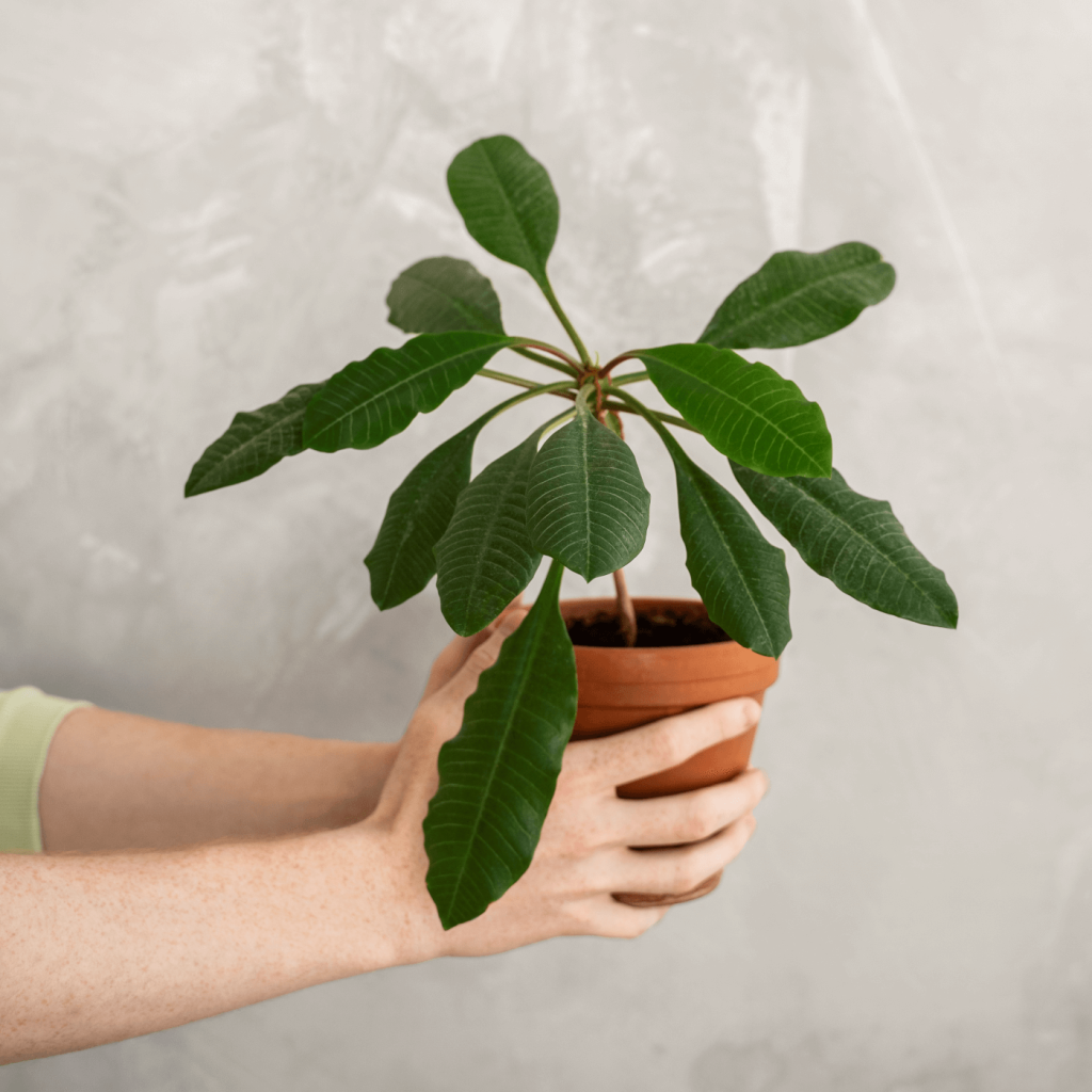 Two hands holding a full grown potted plant.